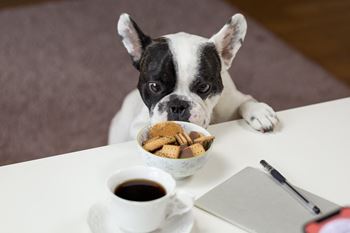 Pet friendly community